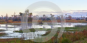 Scenic Wetlands in Central Florida photo