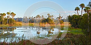 Scenic View of a Wetlands Environment Near Orlando, Florida