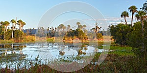 Scenic View of a Wetlands Environment Near Orlando, Florida photo