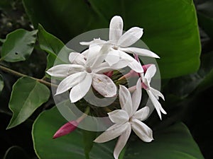 Scenic view of white Arabian jasmine flowers with green leaves