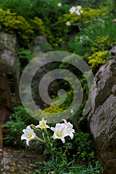 Scenic view of white Lilium Formosanum flowers  a native species of Lilies, also known as Formosa Lily