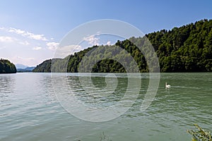 Scenic view of white swan swimming on Drive river seen from Feistritz im Rosental, Carinthia, Austria. Looking at majestic