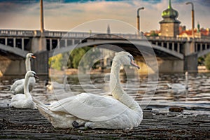 Scenic view of white swans on a riverbank in Prague, Czechia