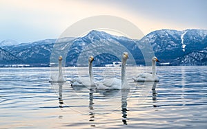 Scenic view of whooper swans in Lake Kussharo, Japan