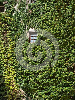 Scenic view of a window of a building covered with green plants in Bad Kreuzen, Austria photo