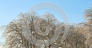 Scenic view of winter beech trees with no leaves, clear blue sky and copy space in remote countryside forest in Norway