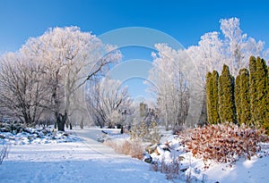 Scenic view of the winter park with picturesque trees covered by frost at sunny day