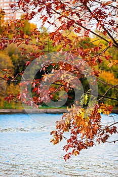 Scenic view of young oak tree in autumn city park with beautiful with colorful leaves above lake