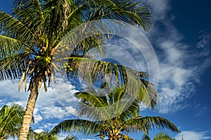 Scenic View Of The YucatÃ¡n Penninsula In San Bruno, Dzemul, Mexico