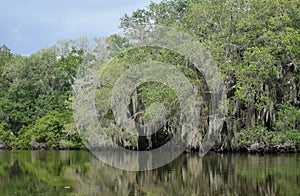 Scenic Views of the Bayou in New Orleans