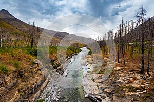 Burnt out forest after a fire photo