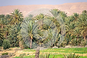 Scenic views of palm tree oasis in El Gantara, Biskra, Algeria