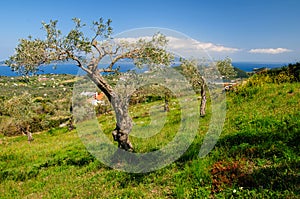 Scenic views from Skiathos island overlooking the sea.