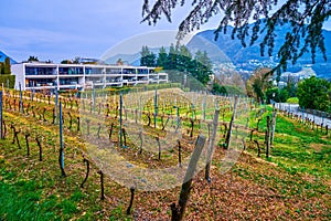 The scenic vineyard in Collina d\'Oro, Switzerland photo
