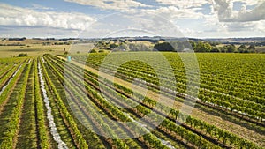 Scenic vineyard and farmland, Australia