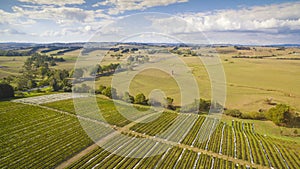 Scenic vineyard and farmland, Australia