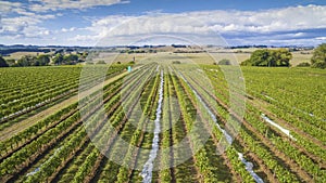 Scenic vineyard and farmland, Australia