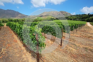 Scenic vineyard landscape - South Africa