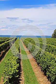 Scenic vineyard view: rows of green grape bushes on the blue sky background