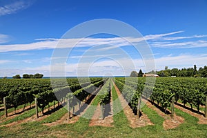 Scenic vineyard view: rows of green grape bushes on the blue sky background