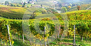 Scenic vineyards of Piedmont - famous wine region of Italy