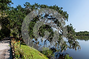 Scenic vista with a live oak tree covered with spanish moss near a lake at a historic plantation near Charleston