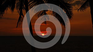 Scenic vivid sunset in the background of palm trees