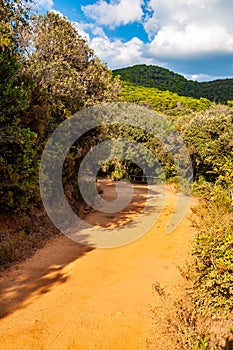 Scenic walking paths in the forest near the Cala Violina sand beach in province of Grosseto in Tuscany