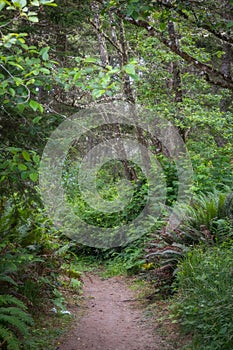 Scenic walking trail through rainforest in Oregon countryside