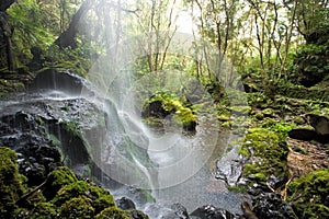 Scenic waterfall in the forest