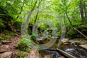 Scenic Waterfall in Ricketts Glen State Park in The Poconos in P