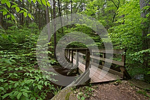 Scenic Waterfall in Ricketts Glen State Park in The Poconos in P