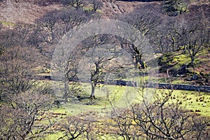 Scenic Welsh Pasture at Early Spring