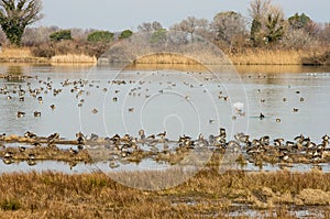 Scenic wetland landsape of nature reserve of river mouth Isonzo