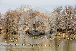 Scenic wetland landsape of nature reserve of river mouth Isonzo