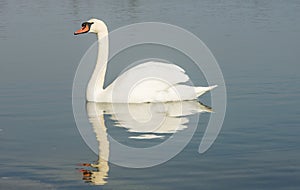 Scenic wetland landsape of nature reserve of river mouth Isonzo