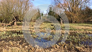 Scenic wetland landscape scene in Morden Hall Park with passing tram