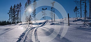 Scenic wide panorama of curvy fresh snowmobile trace on slope, fresh fallen snow in rare pine tree forest. Shiny Sun in clear blue