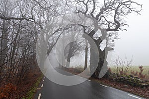 Scenic winding road with a row of trees shrouded in a misty fog in Duveke, Sweden