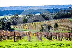 Winery in autumn on Mornington Peninsula. photo