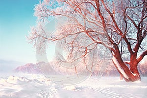 Scenic winter background. Snowy frosty tree on bright sunny day. Natural scene after snowfall. Hoarfrost on the branches of trees