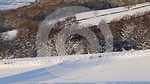 Scenic winter hill with sheep roaming on snow