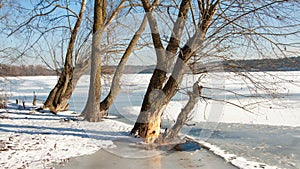 Scenic winter landscape featuring a few bare trees standing next to each other