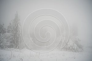 Scenic winter landscape featuring a foggy view of snow-covered evergreen trees