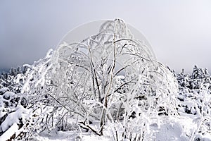 Scenic winter landscape featuring snow-capped trees atop a hilly terrain, with rocky outcrops