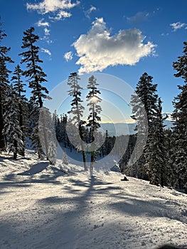 Scenic winter landscape featuring snow-covered evergreen trees against the blue sky.