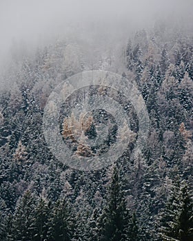 Scenic winter landscape featuring tall evergreen trees blanketed in fresh snow.