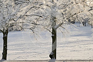 Scenic winter landscape featuring two trees covered in a thin layer of ice and snow