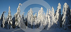 Scenic winter landscape with fresh snow covered spruce trees