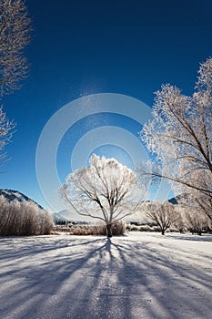 Scenic winter landscape with frosty trees and snow in Jackson, Wyoming